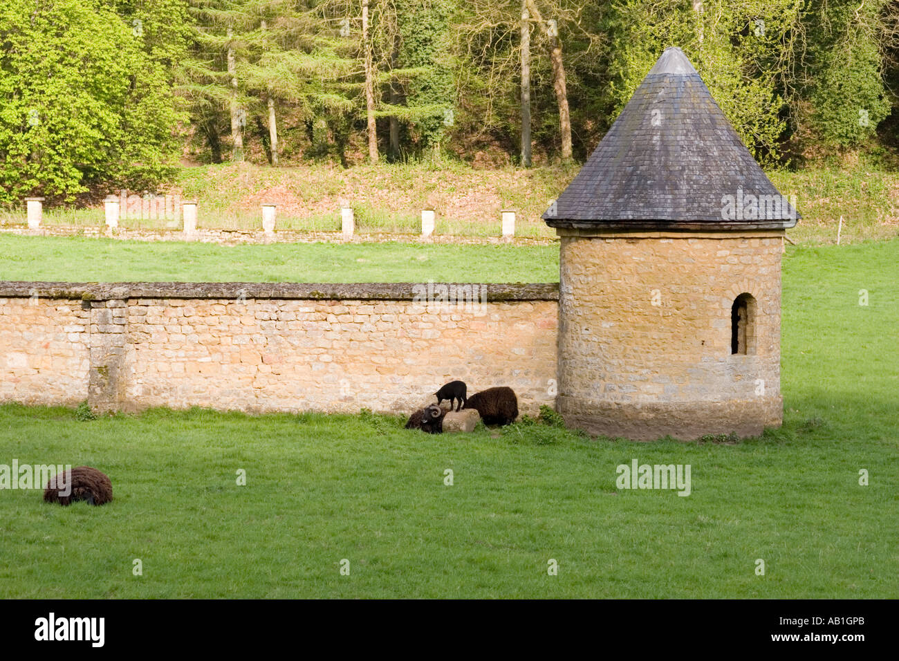 Black sheep in the grounds of the Abbaye d’Orval monastery at Orval in the Province of Luxembourg Belgium Stock Photo