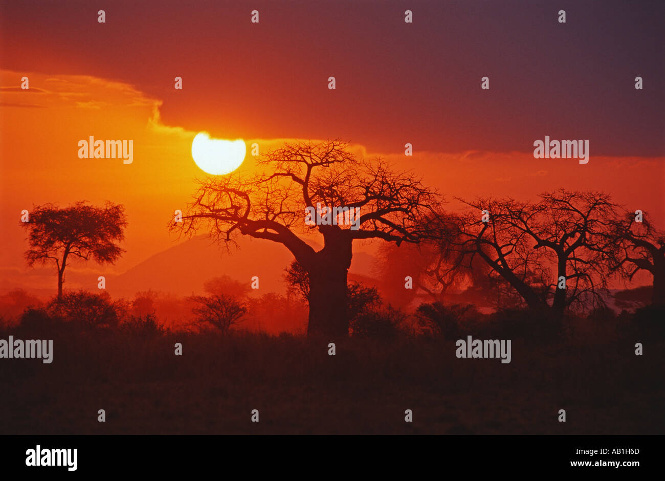 Acacia woodland with Baobab tree (Adansonia digitata) at sunset, Tarangire National Park, Tanzania Stock Photo