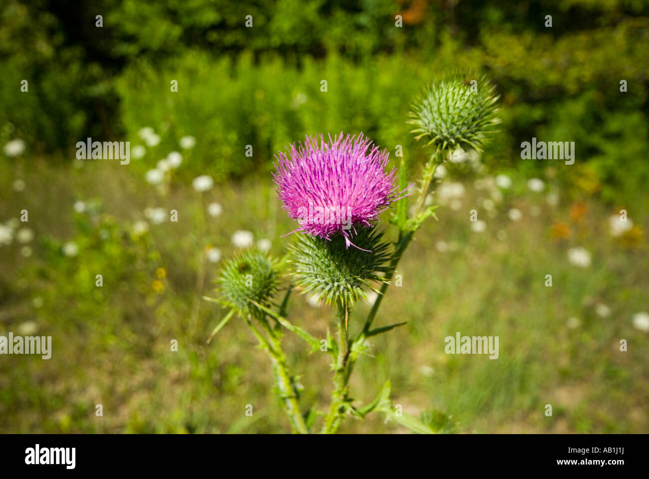 purple thistle amongst wild flowers Stock Photo Alamy