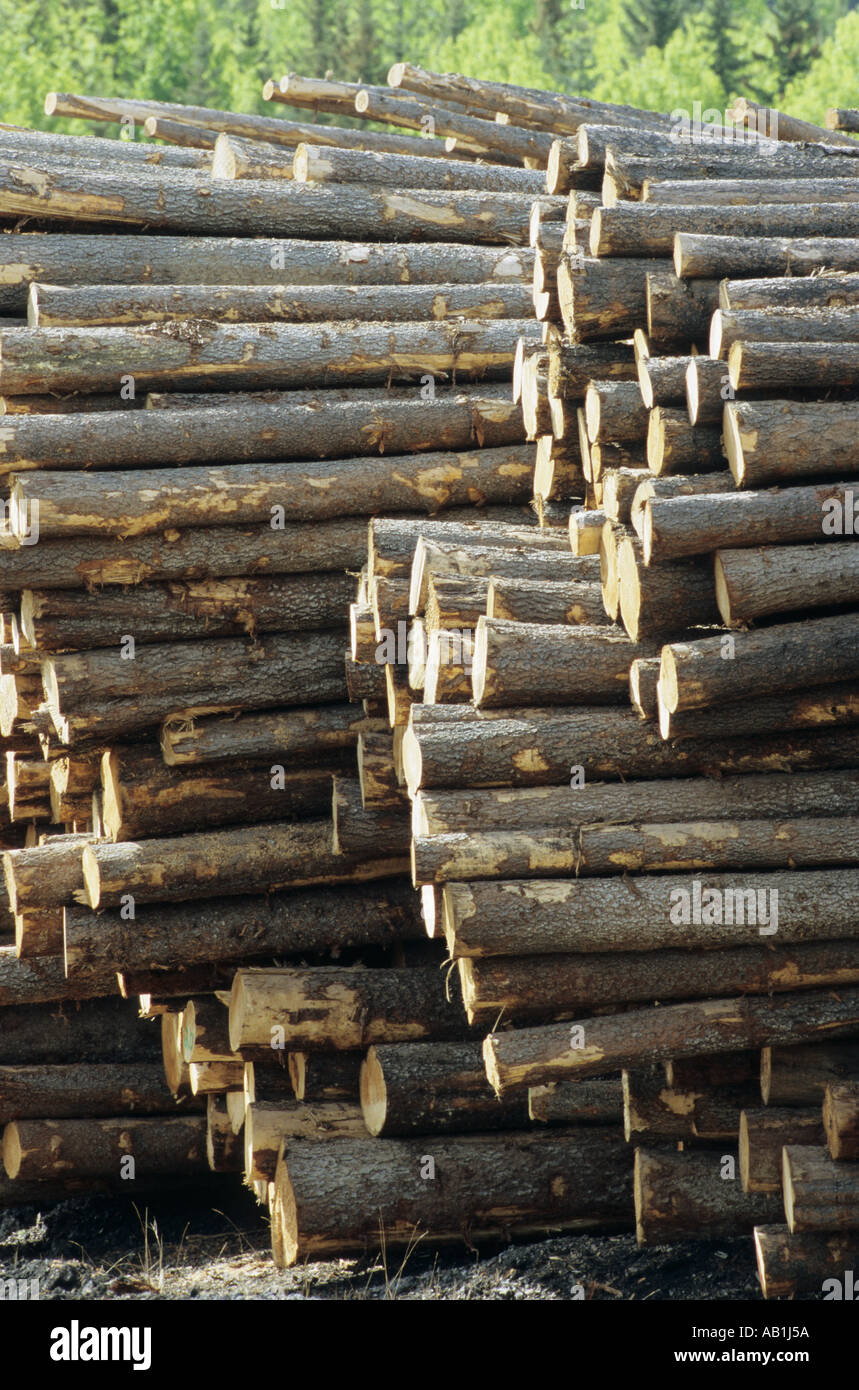 Lodgepole pine logs in sawmill yard Houston British Columbia Canada Stock Photo Alamy