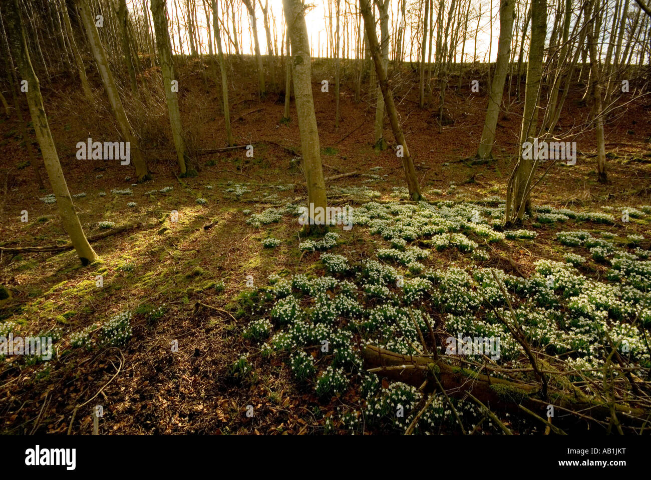Forest floor covered in leaves hi-res stock photography and images - Alamy