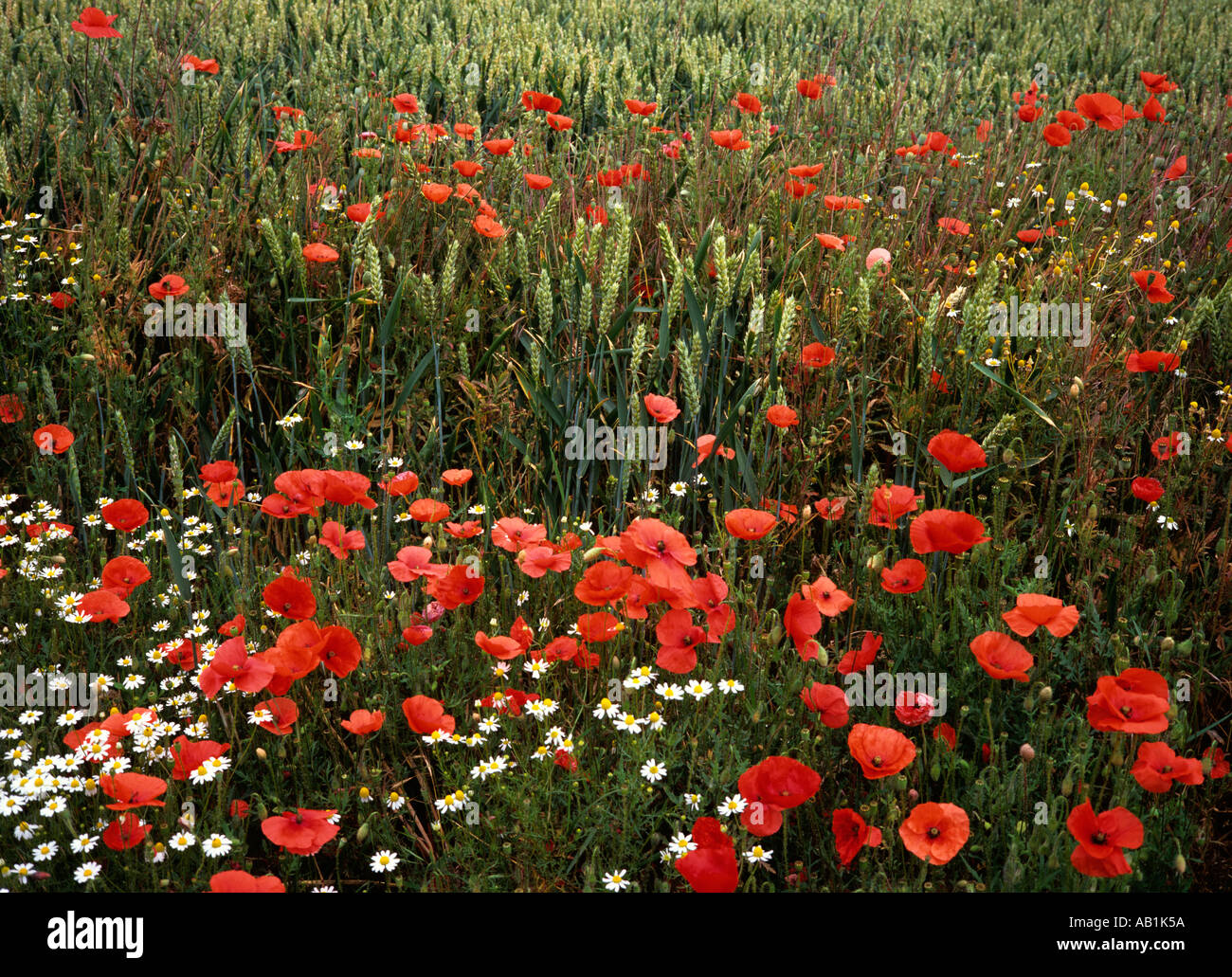 Kent poppies and wild flowers at edge of cornfield Stock Photo