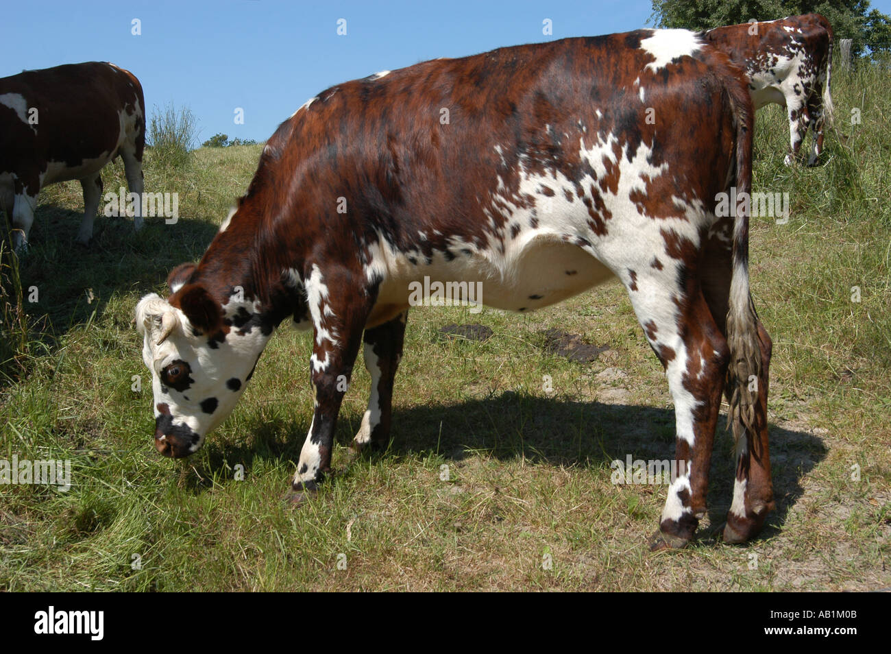 Normande cattle hi-res stock photography and images - Alamy