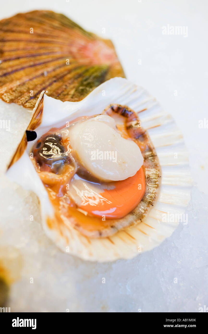 Scallop opened on ice FoodCollection Stock Photo - Alamy