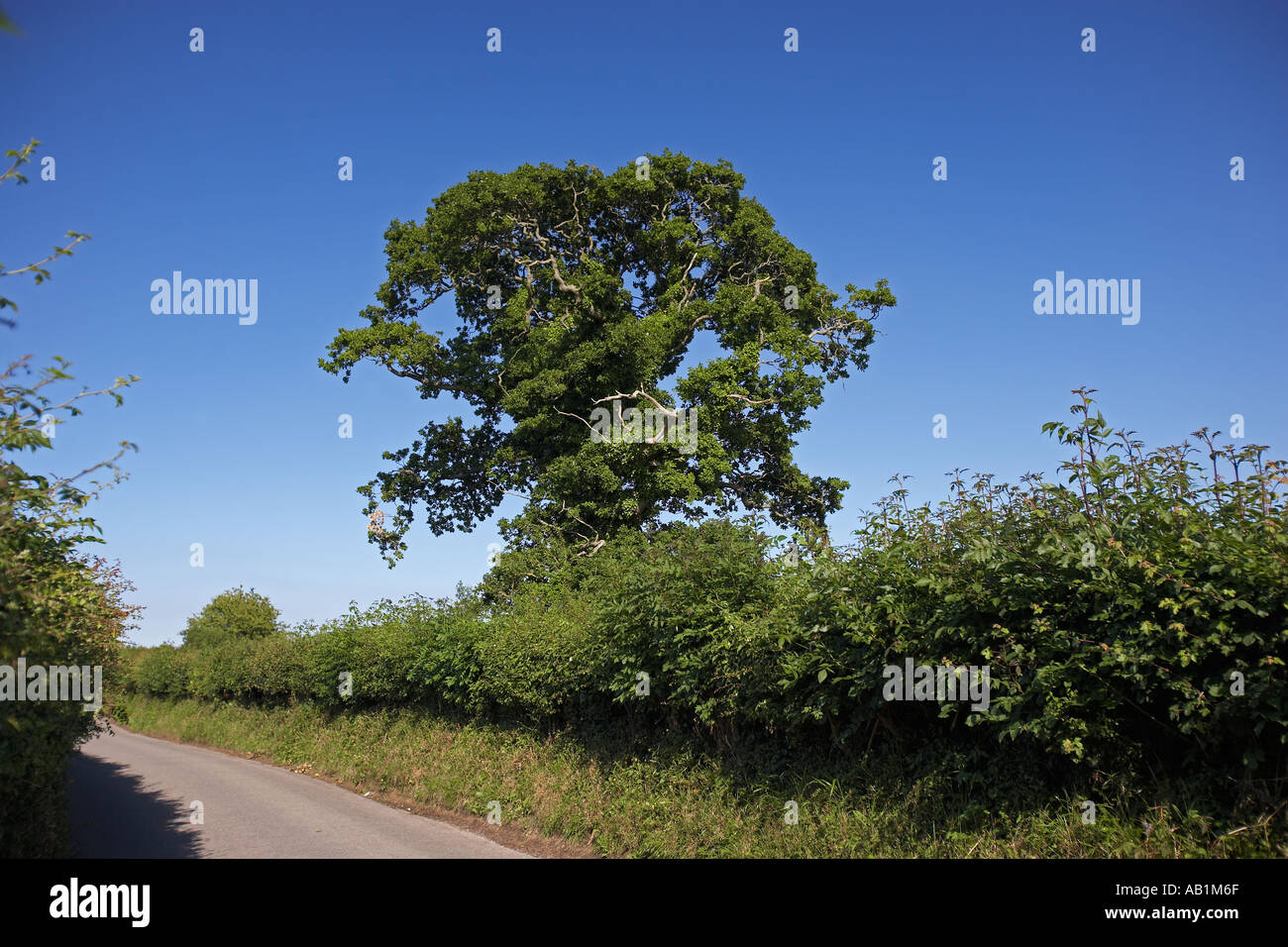 Old gnarled oak tree hi-res stock photography and images - Alamy