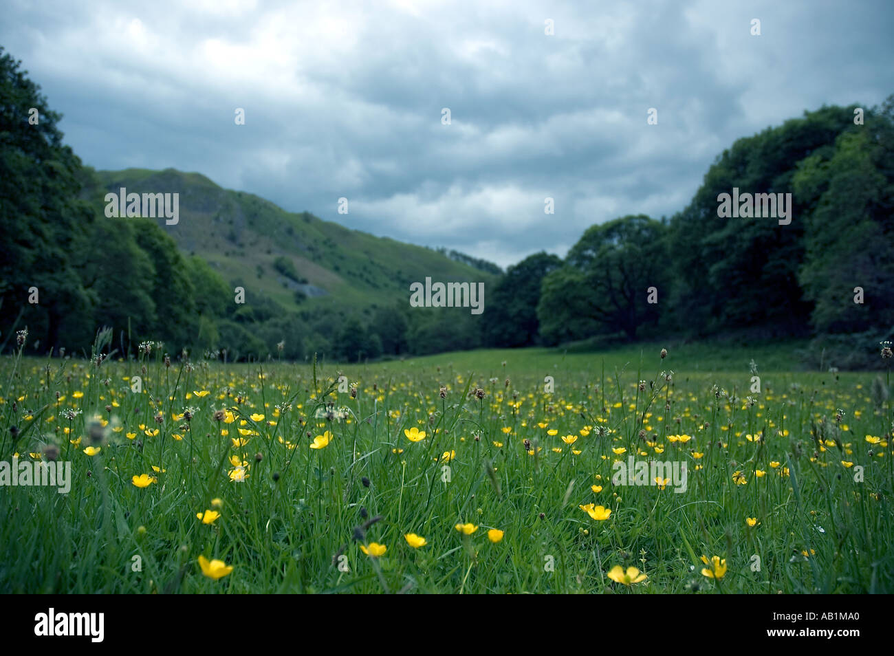 Summer in meadow blooms hi-res stock photography and images - Alamy