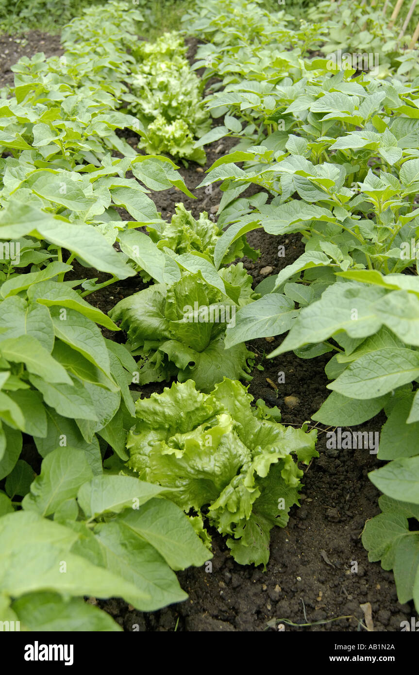 Catch cropping lettuce between potatoes Stock Photo