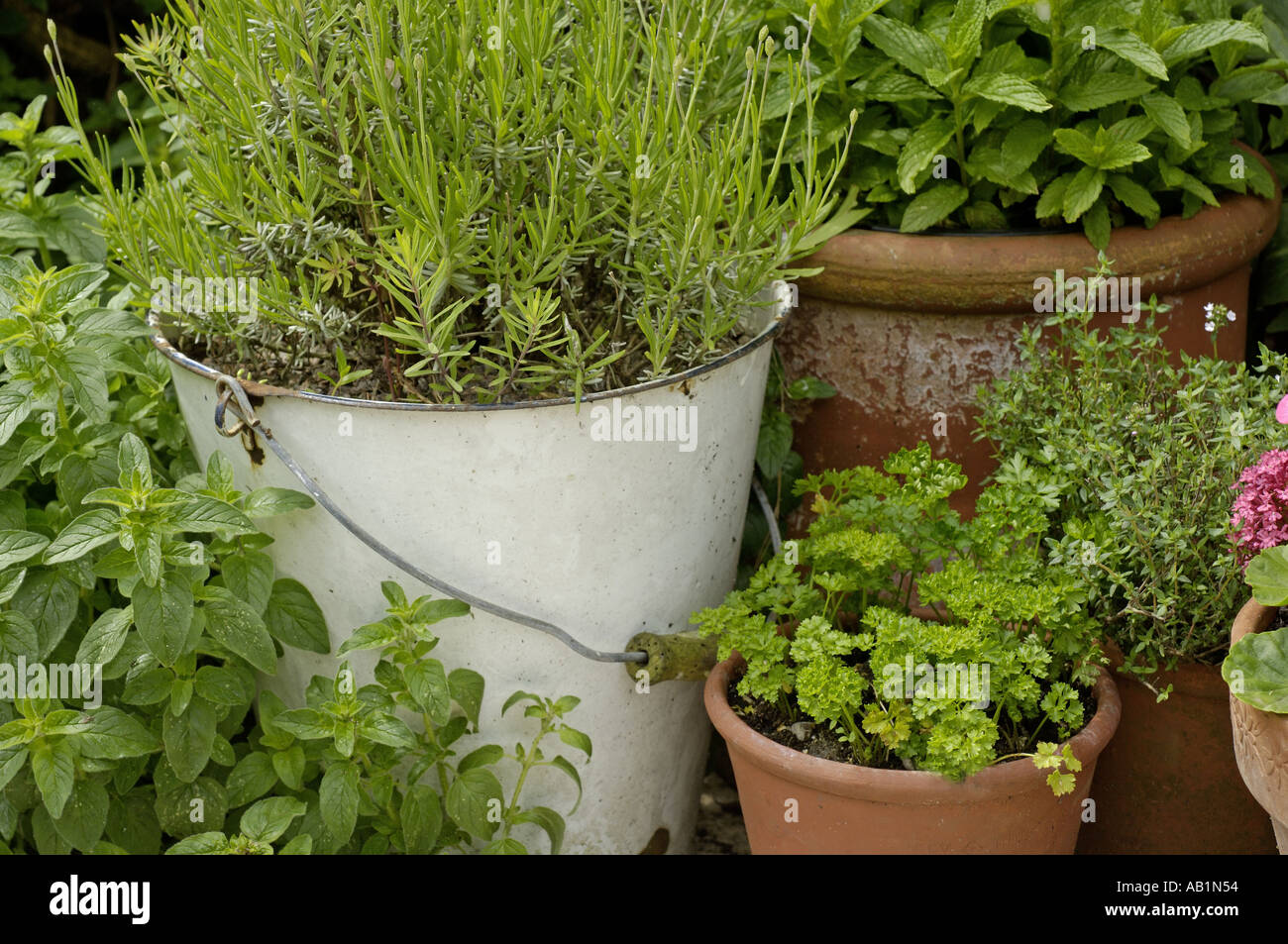 Herbs in the corner of the garden Stock Photo
