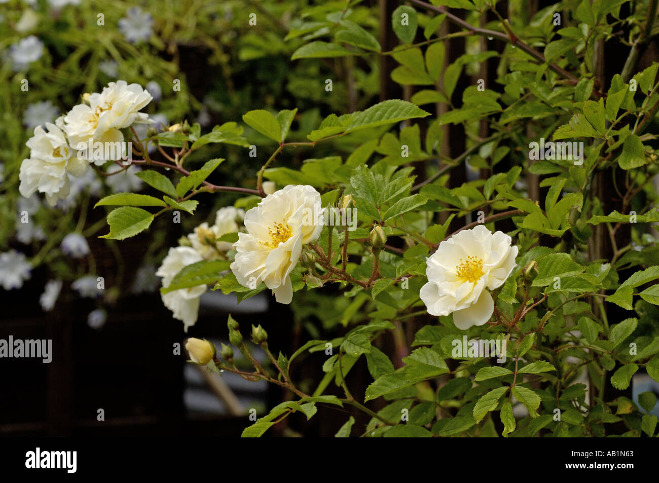 Old fashioned rambling rose on trellis Stock Photo