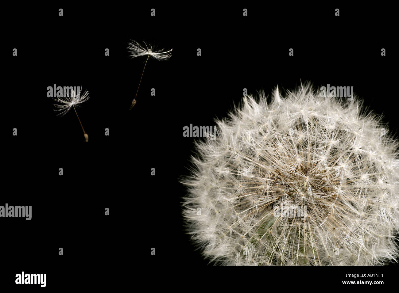 Dandelion Seeds Stock Photo