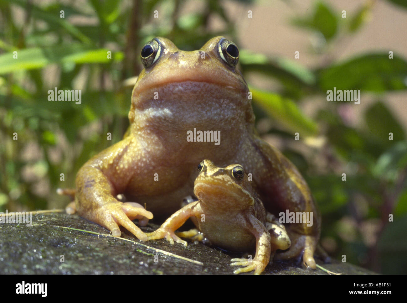Pair of common frogs Stock Photo Alamy