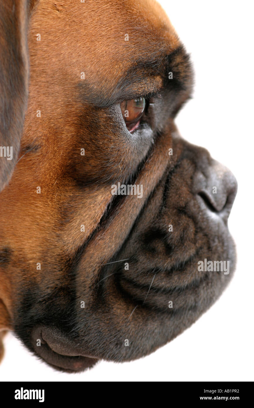 Boxer Dog Face Stock Photo