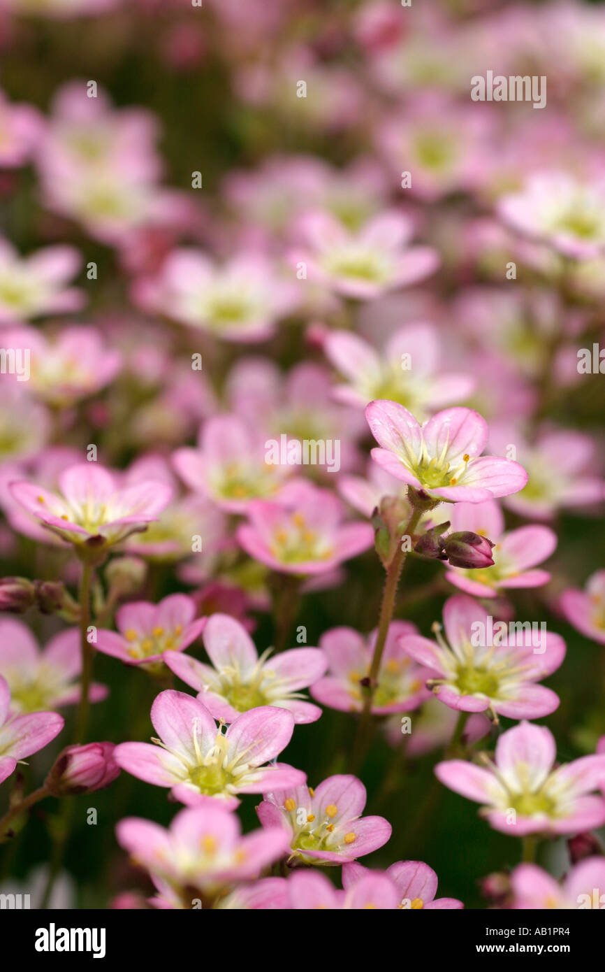 Saxifraga Flowers Stock Photo