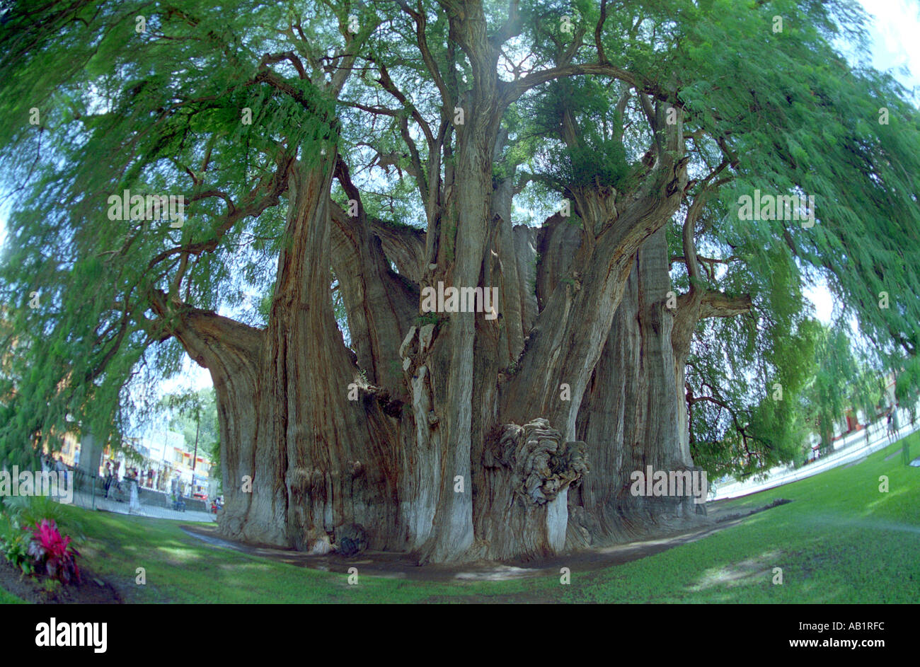 The giant Tule sabina or Ahuehuete tree at Santa María del Tule said to be the oldest tree in the world at 2000 years Oaxaca Stock Photo