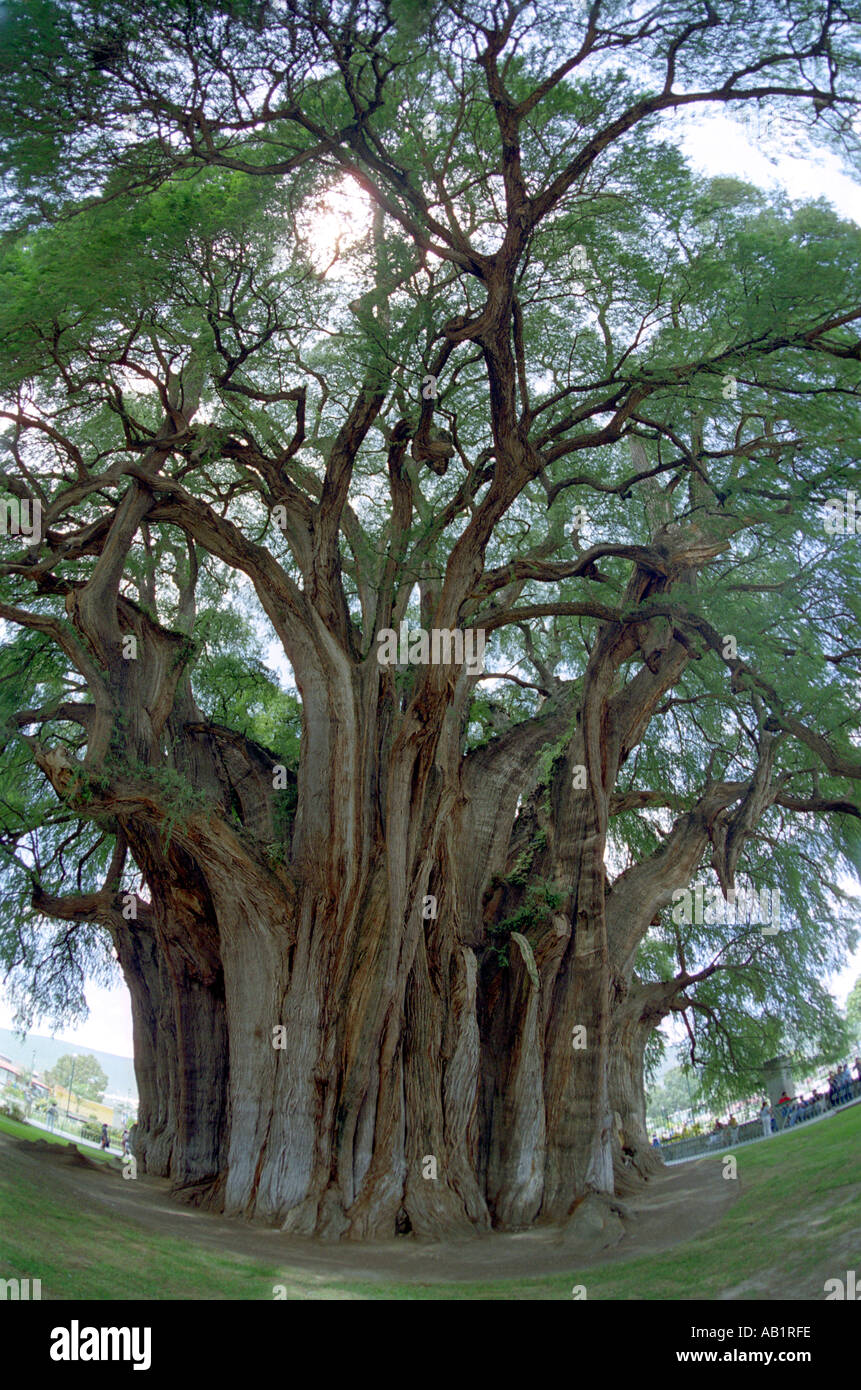 The giant Tule sabina or Ahuehuete tree at Santa María del Tule said to be the oldest tree in the world at 2000 years Oaxaca Stock Photo