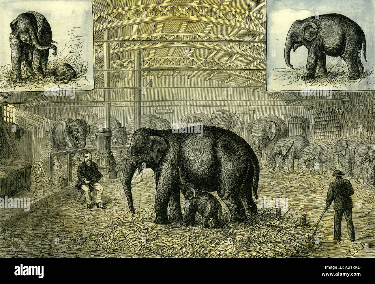 Philadelphia U S A 1880 baby elephant the first elephant born in captivity United States Stock Photo