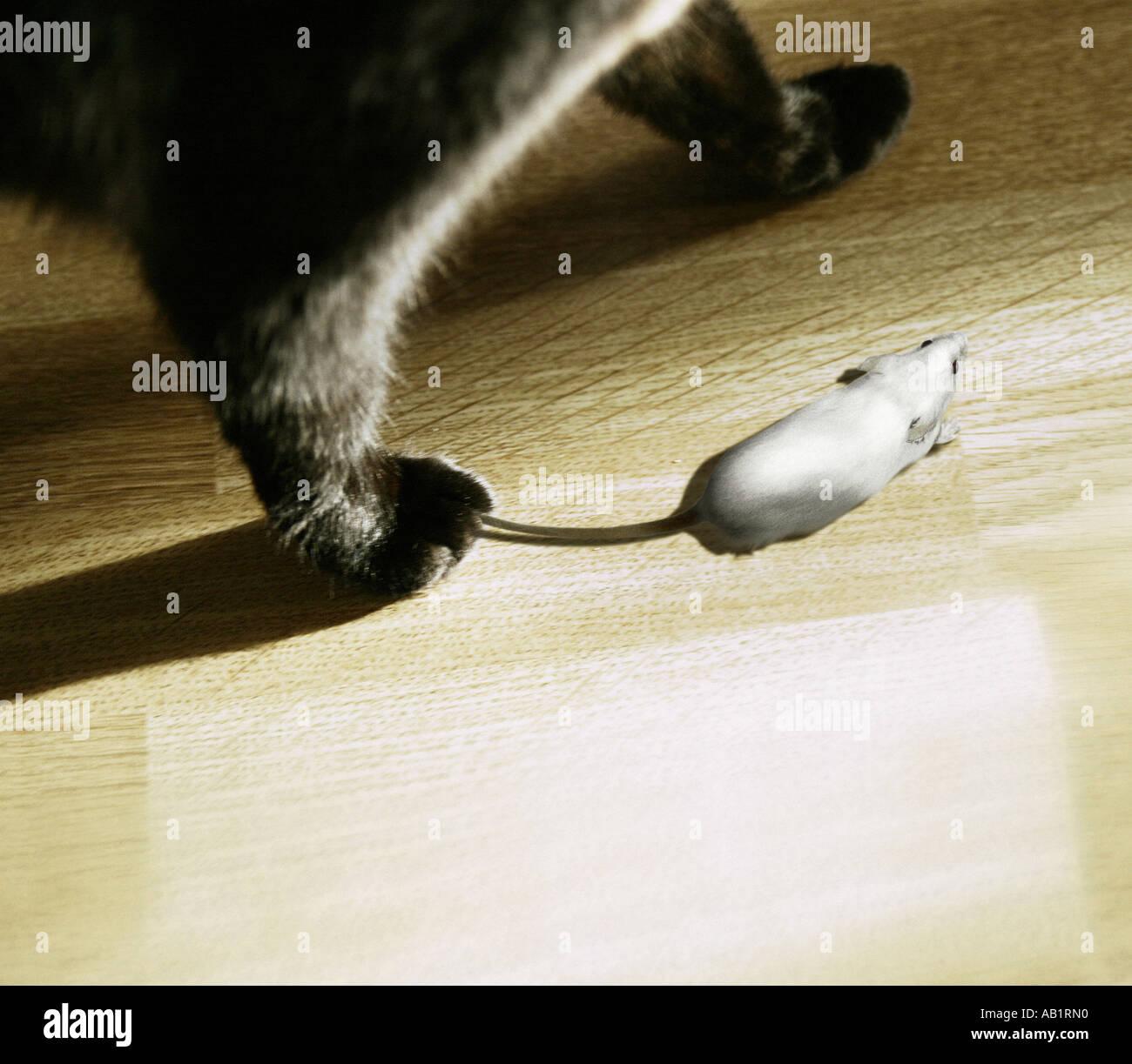 a cat catching a mouse Stock Photo