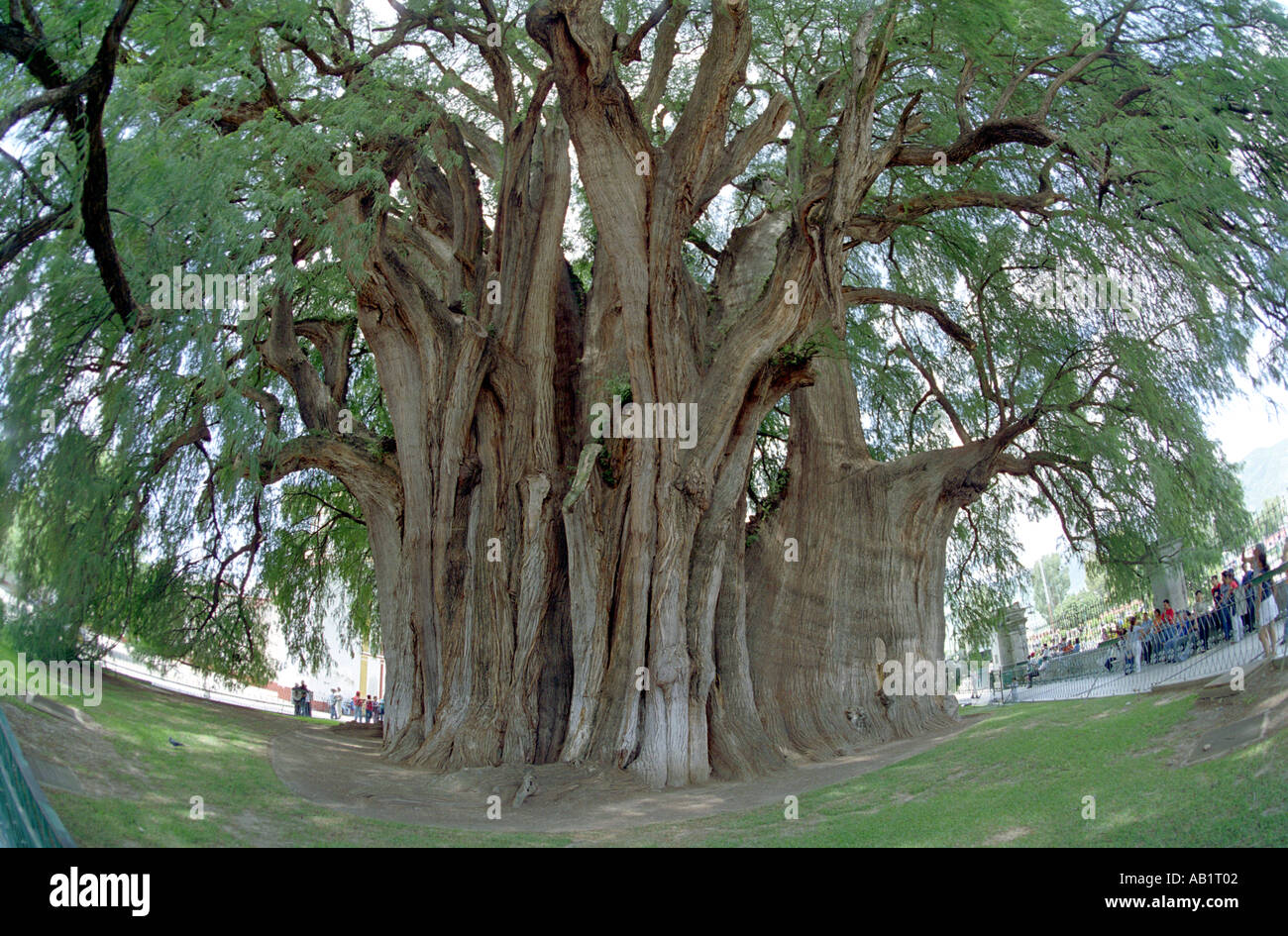 The giant Tule sabina or Ahuehuete tree at Santa María del Tule said to be the oldest tree in the world at 2000 years Oaxaca Stock Photo