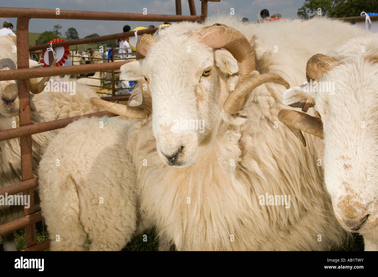 Rams in a pen Aberystwyth Agricultural show June 9 2007 Stock Photo