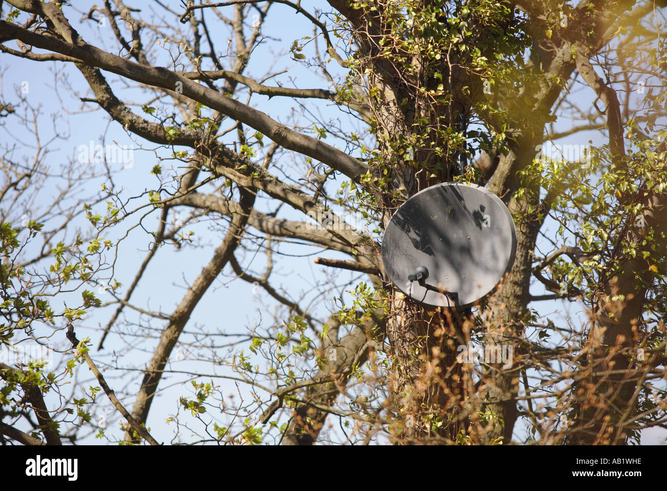 Satellite dish nailed to a tree Stock Photo