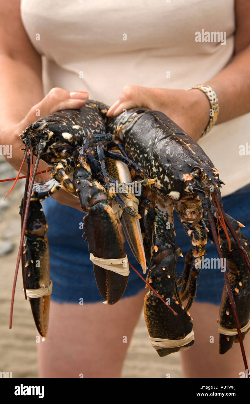 Living by cardigan bay hires stock photography and images Alamy