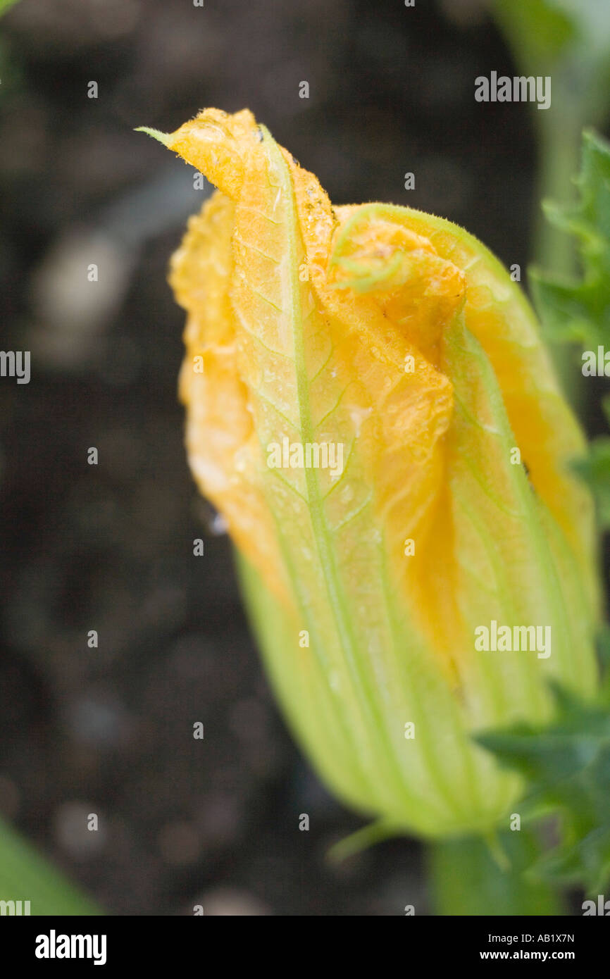 Courgette flower on the plant close up FoodCollection Stock Photo Alamy
