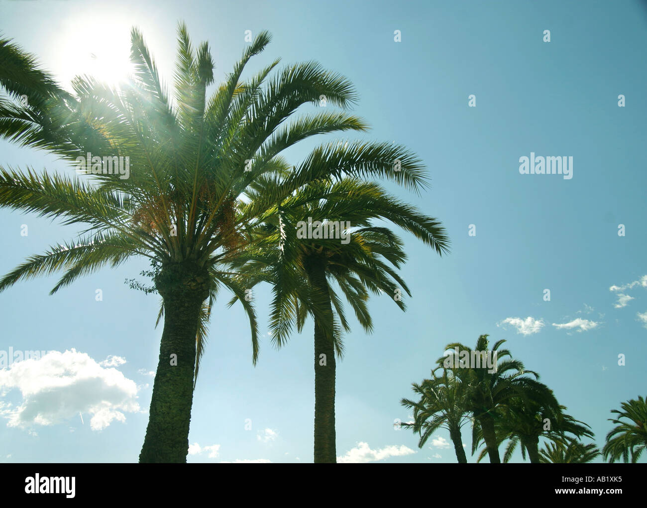 palmtrees Stock Photo