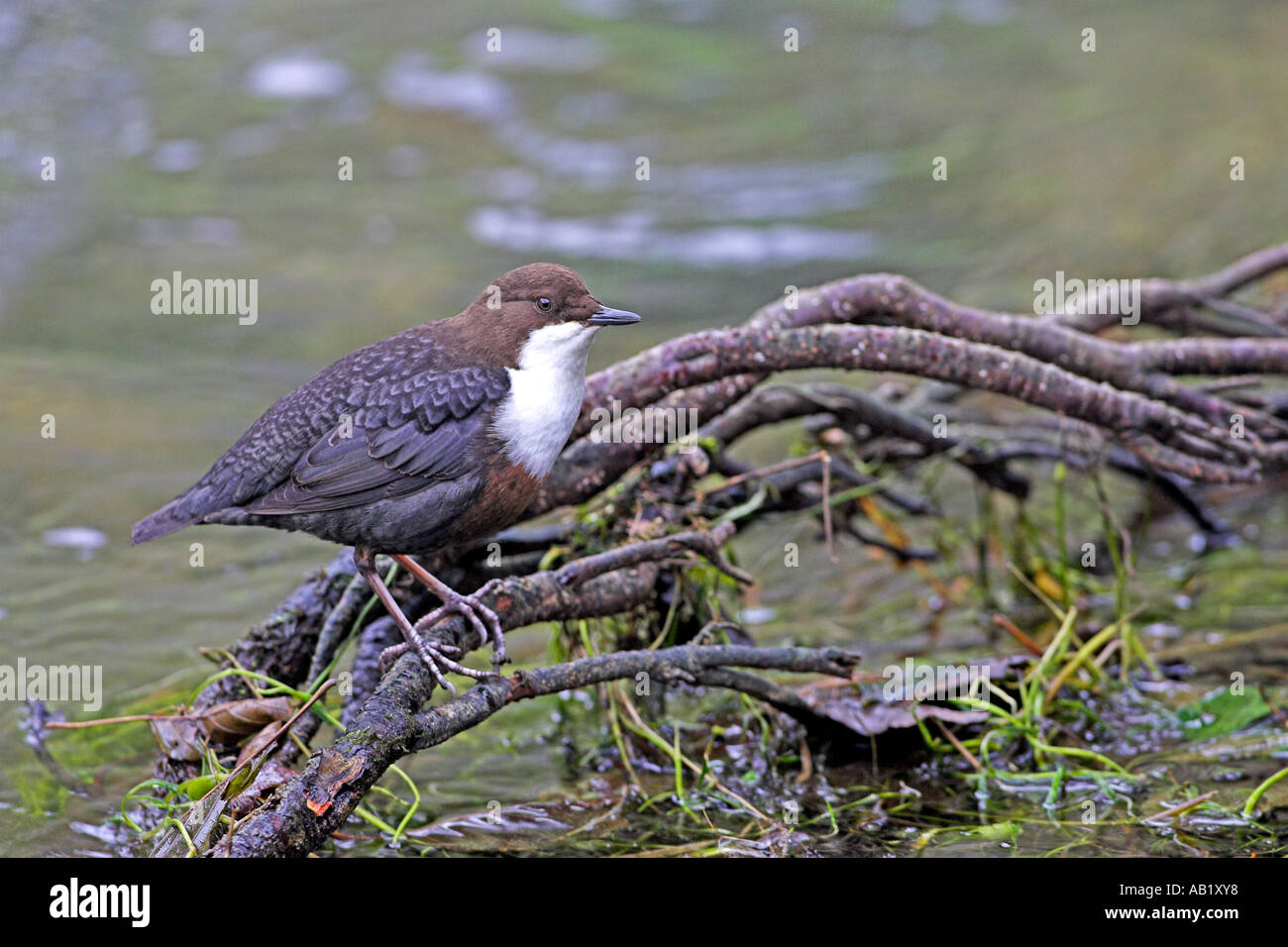 Tree branch overhanging river hi-res stock photography and images - Alamy