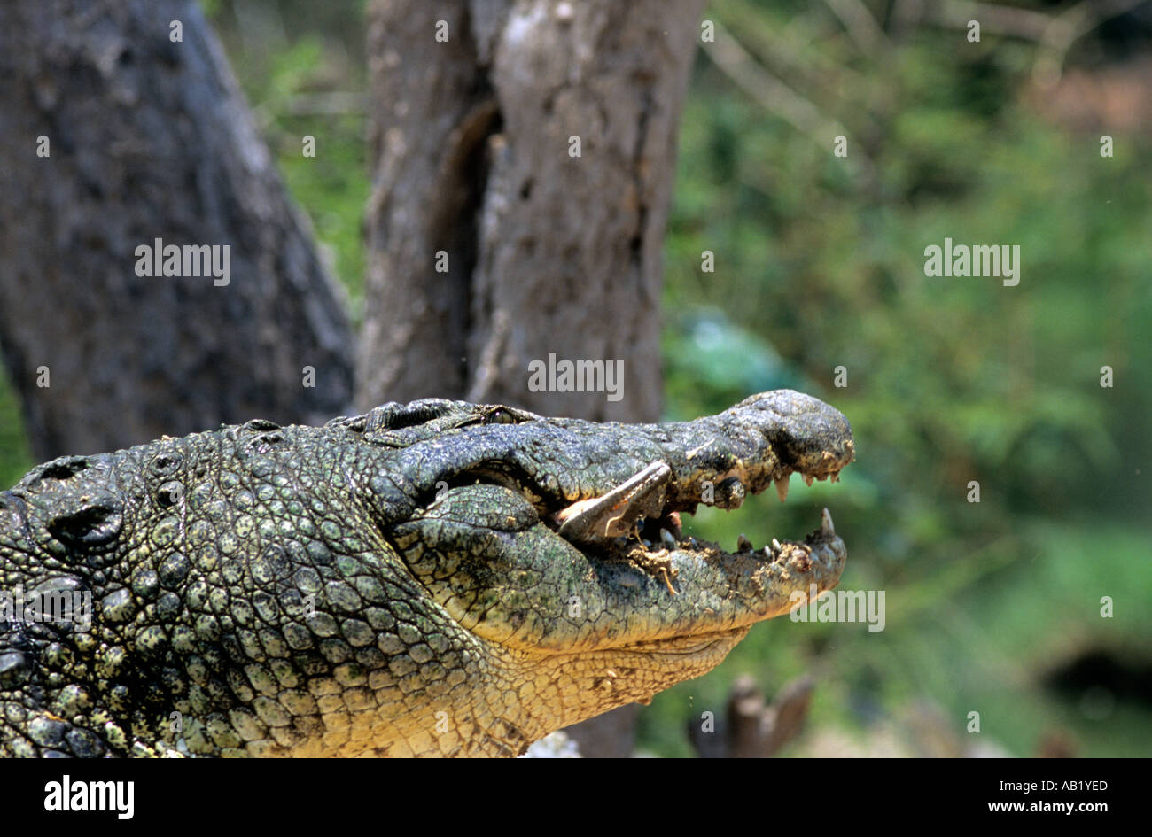 Zambia Maze island croc eating from side, lake Kariba crocodile Stock Photo  - Alamy