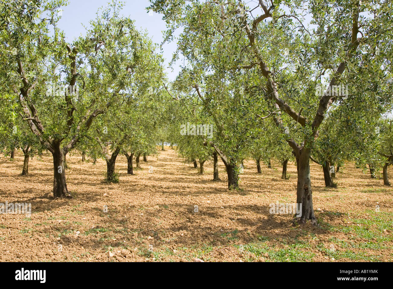 July Tuscan tree farming countryside  Cultivated farmland with rows of old Olive Groves trees in Tuscany, Italy, Mediterranean, Europe Stock Photo