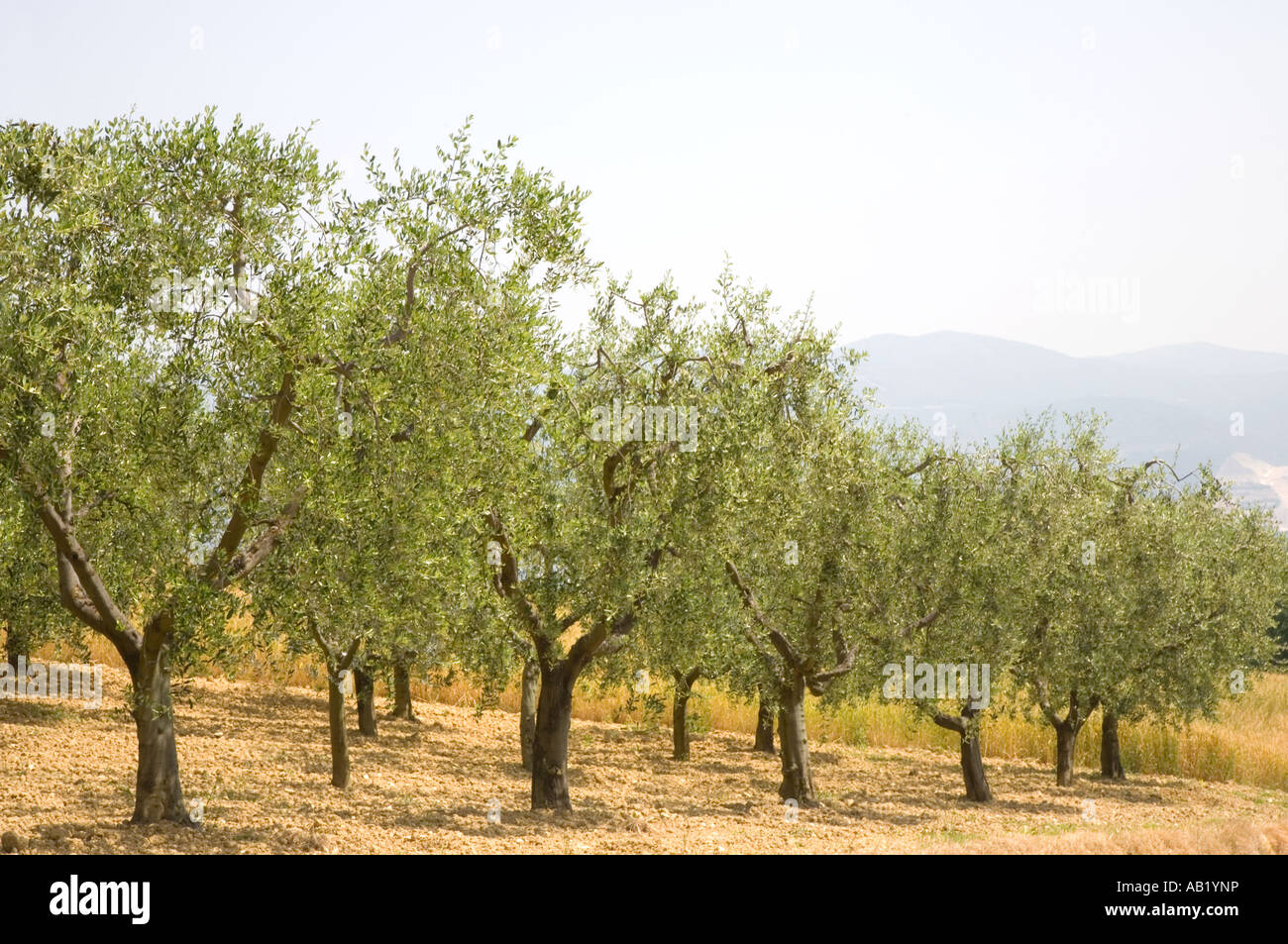 July Tuscan tree farming countryside  Cultivated farmland with rows of old Olive Groves trees in Tuscany, Italy, Mediterranean, Europe Stock Photo