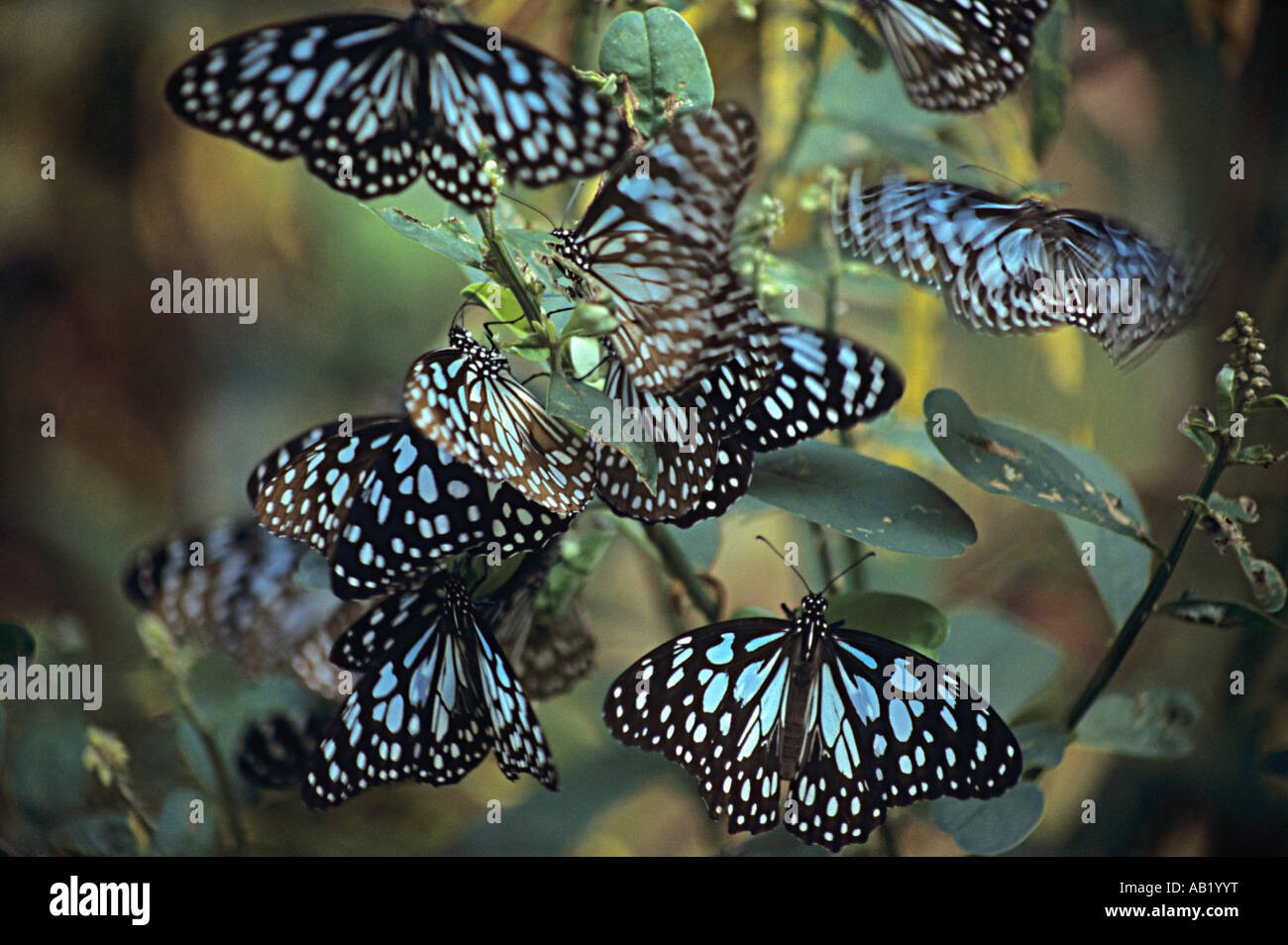 Blue Tiger butterflies at Phansad Wildlife Sanctuary, Murud Janjira
