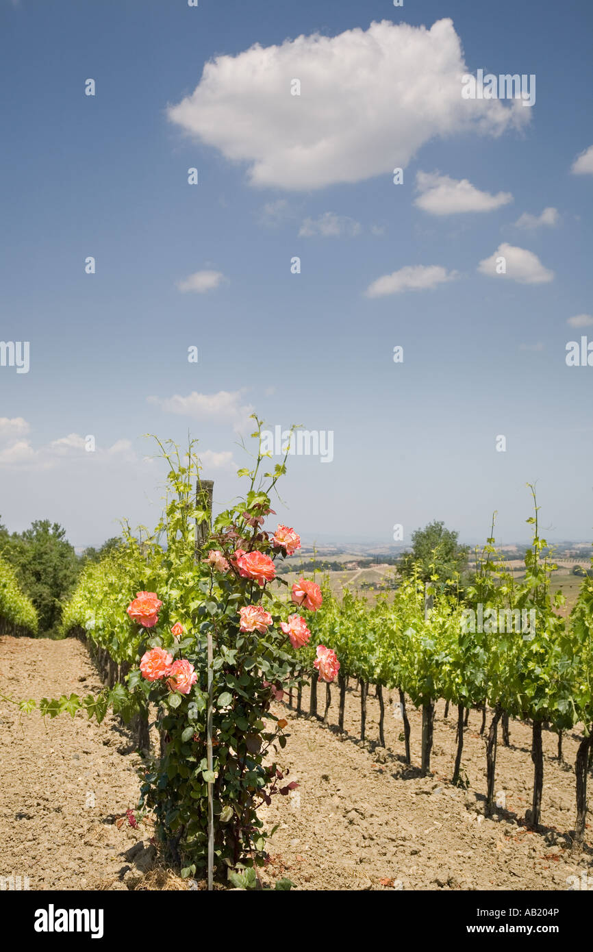 Rose bushes planted in vineyards hires stock photography and images