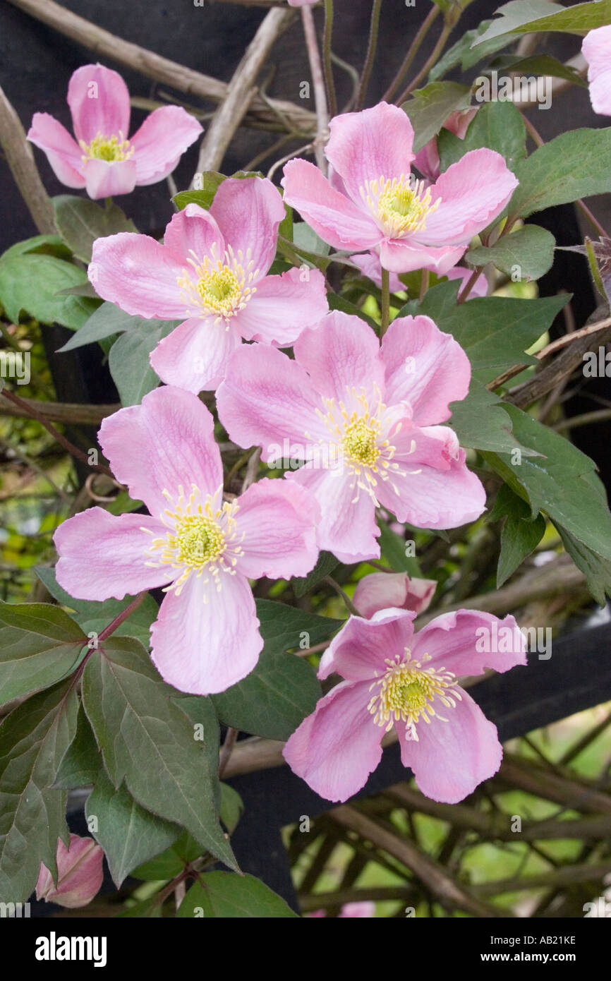 Pink Clematis montana flower bloom Stock Photo Alamy