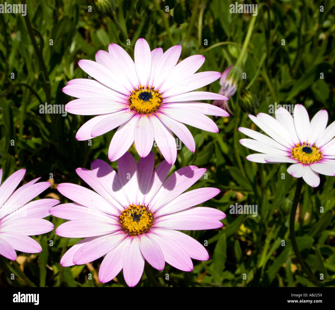 Osteospermum Compositae Asteraceae African Daisy flower Stock Photo Alamy