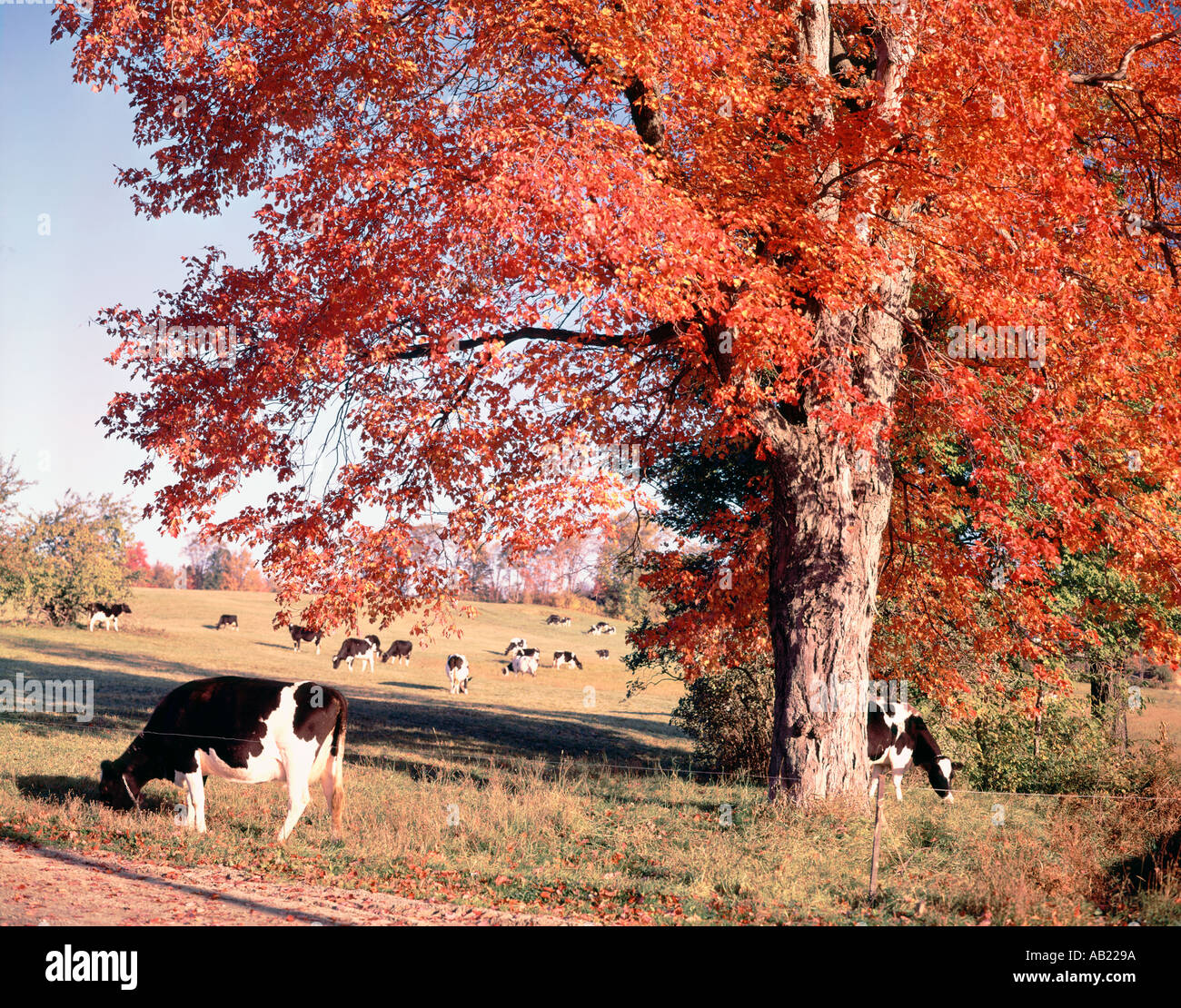 Cows under trees hires stock photography and images Alamy