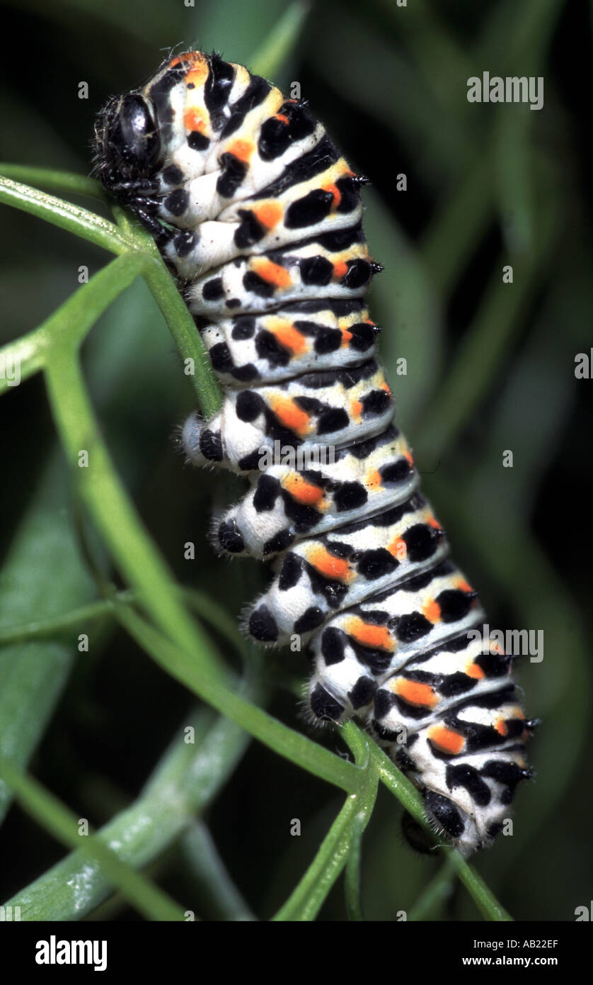 Swallowtail Butterfly Caterpillar Papilio Machaon Stock Photo