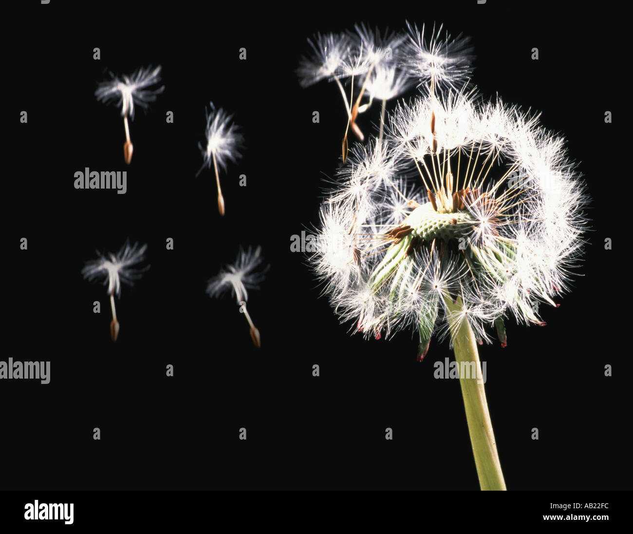 Dandelion seed head blowing in wind Stock Photo