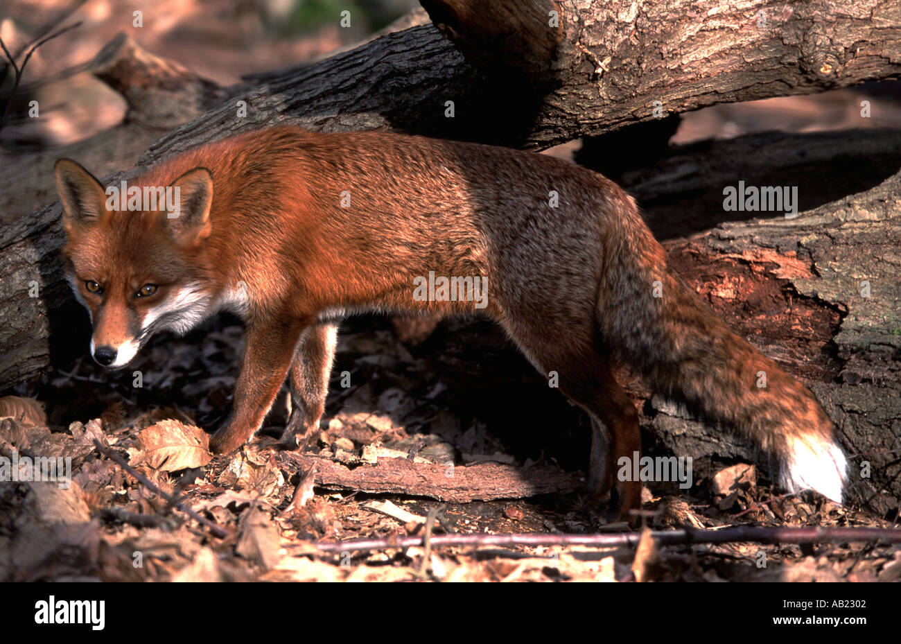 Red Fox Vulpes vulpes UK Stock Photo - Alamy