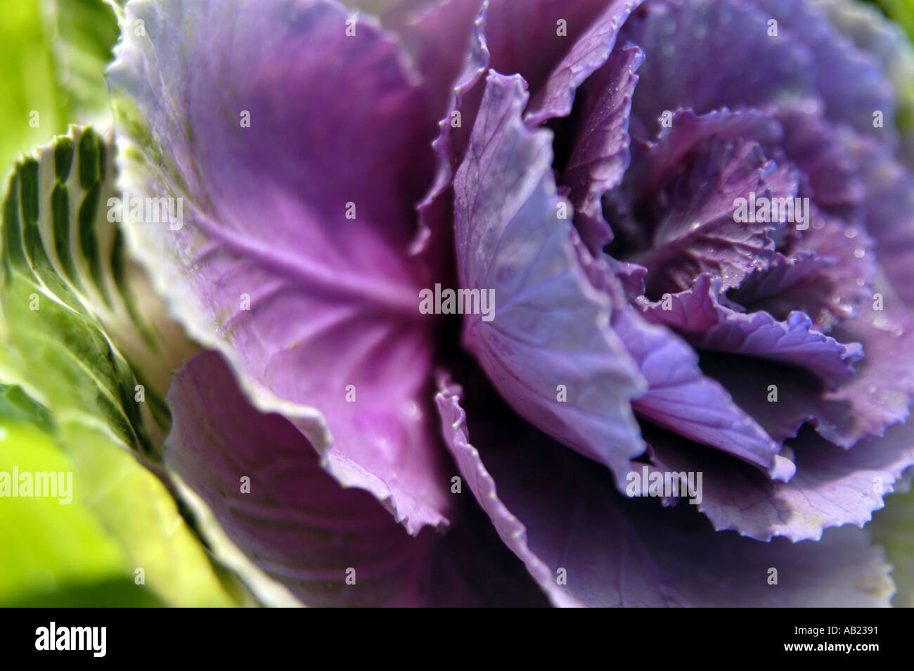 Close up of decorative, ornamental cabbage - Brassica oleracea. Stock Photo