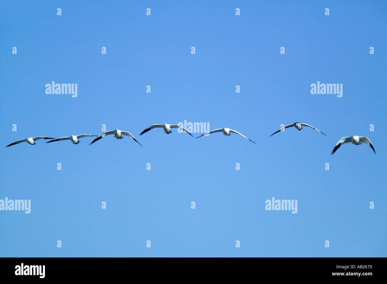 Snow geese fly in formation over the Bosque del Apache National