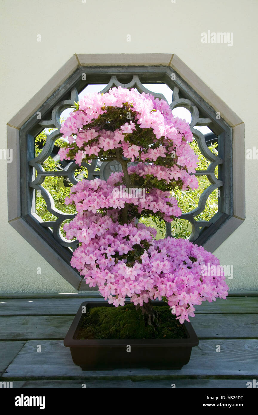 Japanese Bonsai tree in National Arboretum Washington D C Stock Photo