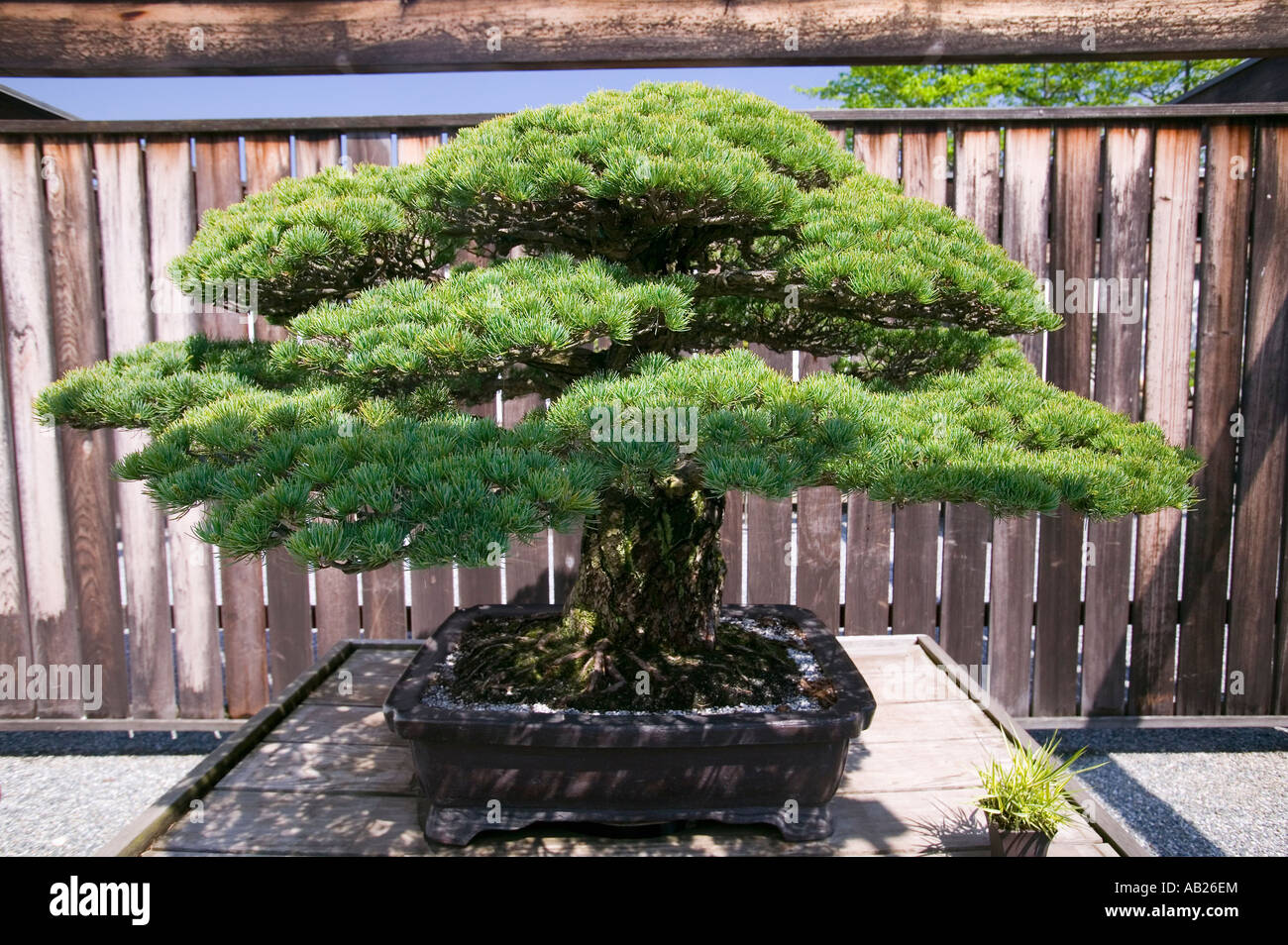Japanese Bonsai Tree From 1625 Ad In National Arboretum Washington D C Stock Photo Alamy