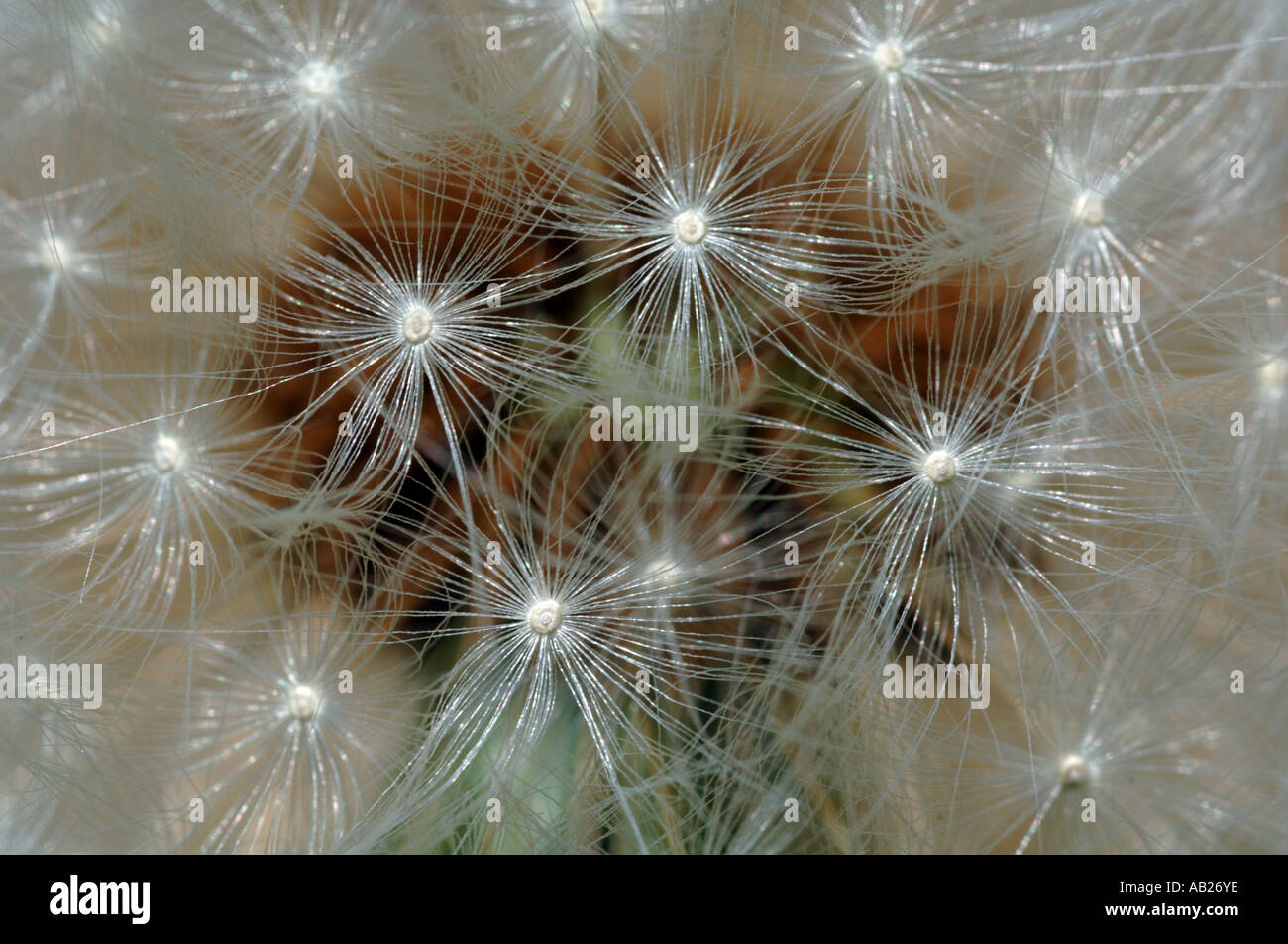 Dandelion seeds concept nobody hi-res stock photography and images - Alamy