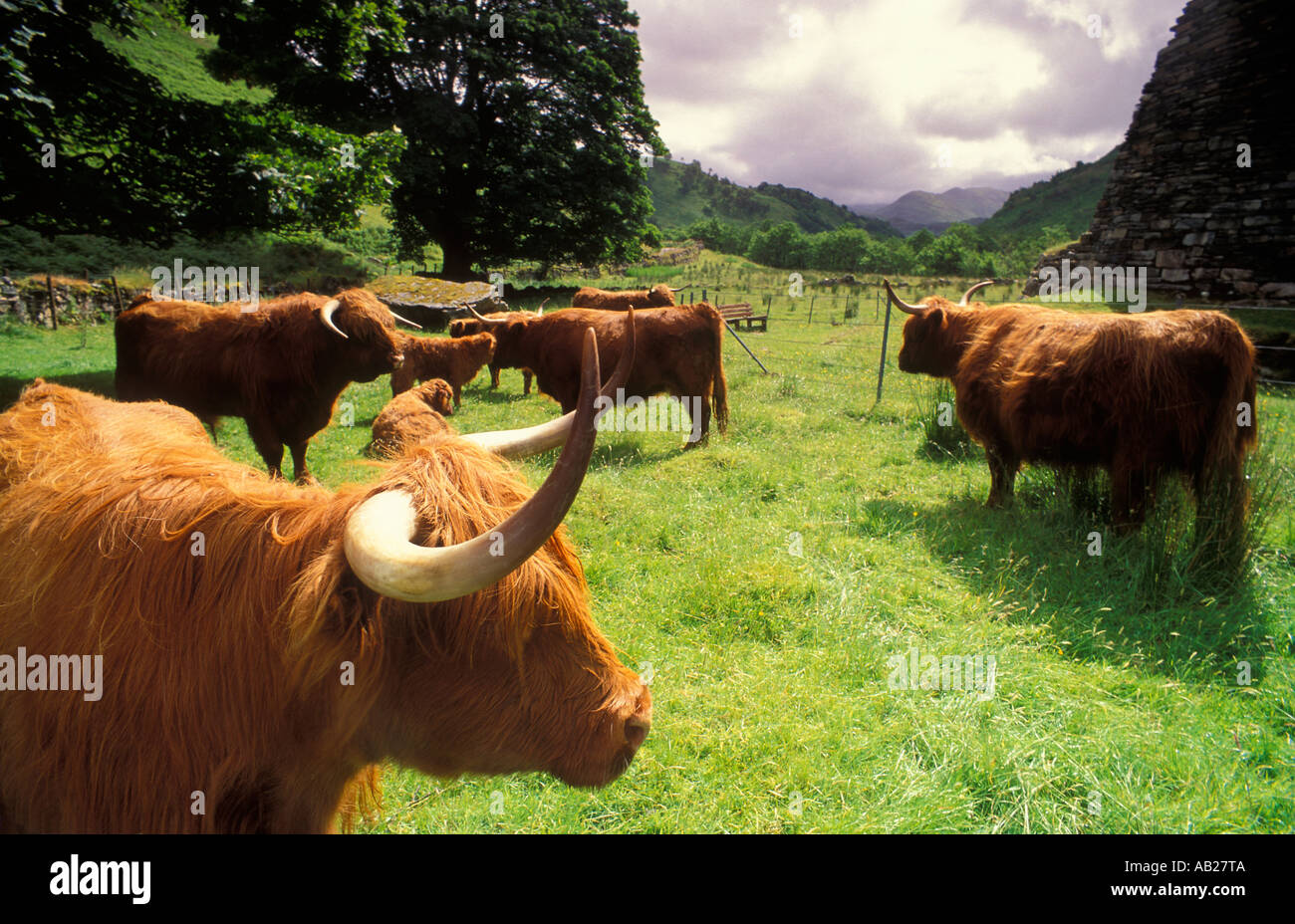 Highland Cattle Glencoe Scotland UK Stock Photo - Alamy