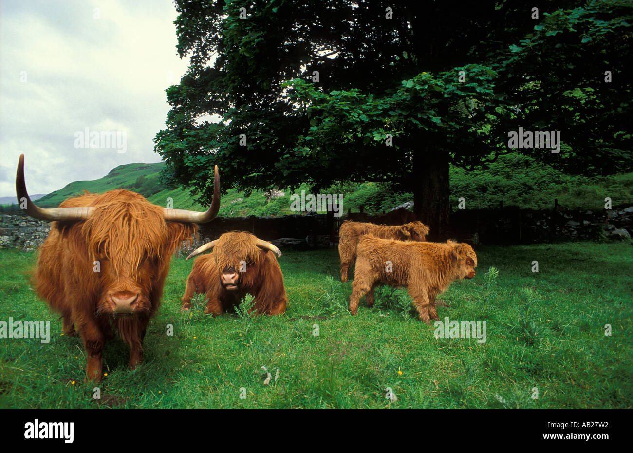Highland Cattle Glencoe Scotland UK Stock Photo - Alamy