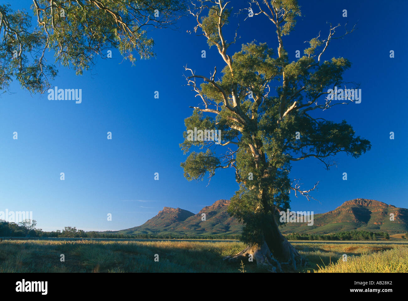 river red gums Flinders Ranges National Park Australia Stock Photo