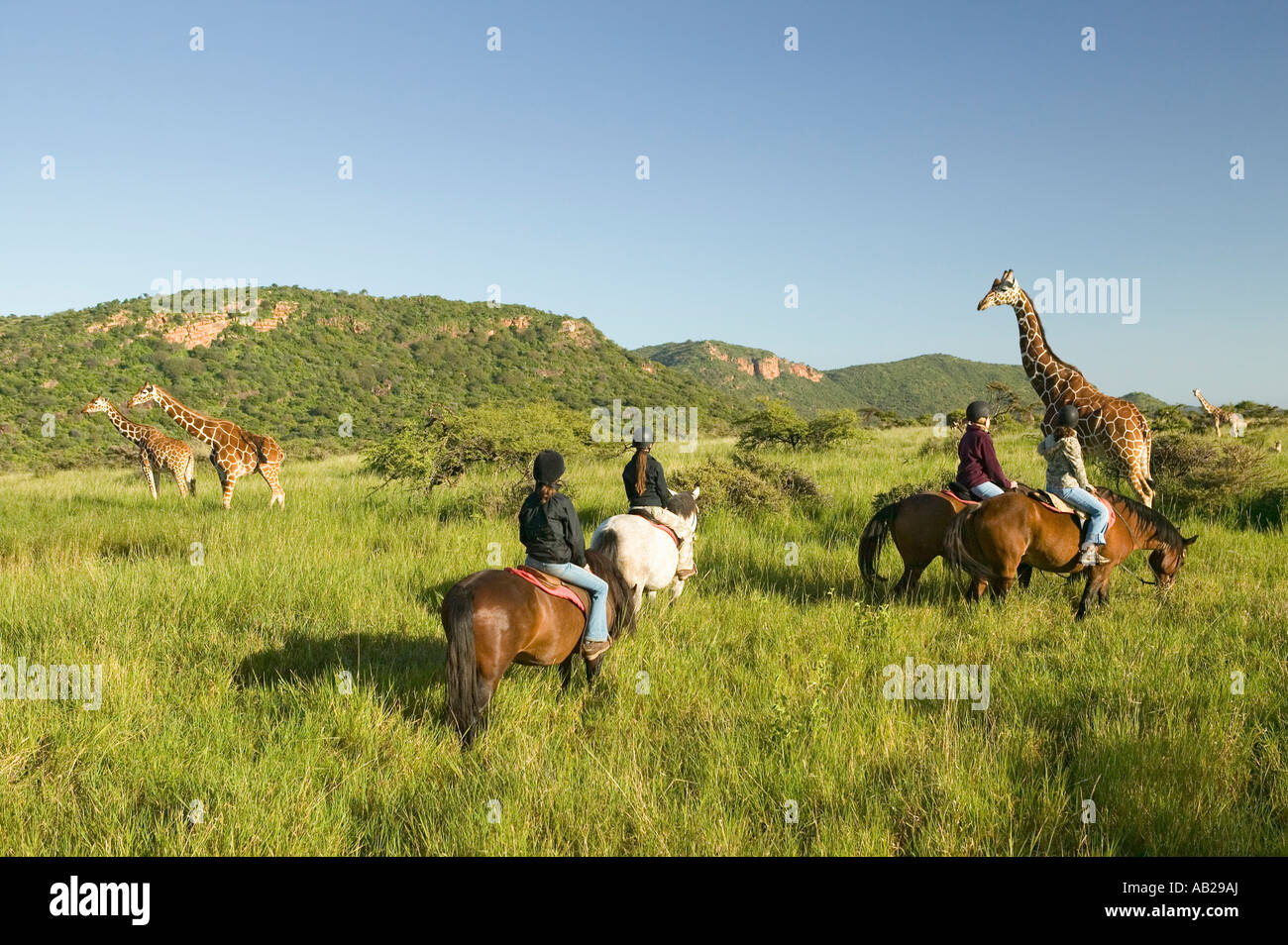 Female horseback riders ride horses in morning near Masai Giraffe at