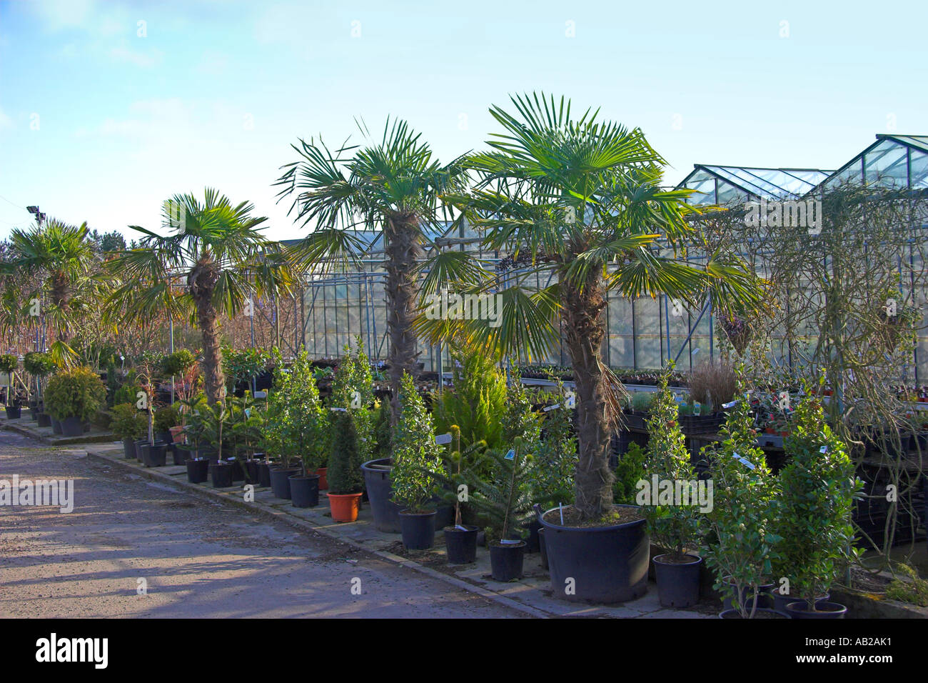 Plants and Trees outside Nursery Garden Centre Building Wales Stock