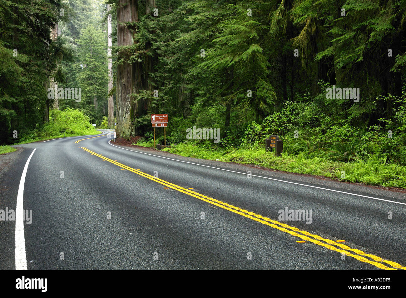 Highway 199 winds through the Redwoods of Jedediah Smith Redwood State